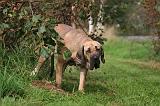 FILA BRASILEIRO 017